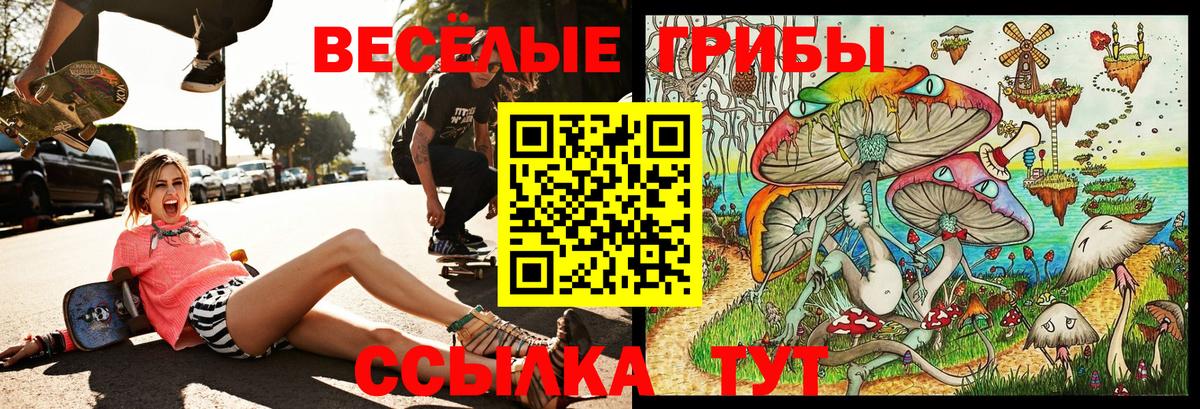 Псилоцибиновые грибы Psilocybine cubensis Великий Устюг